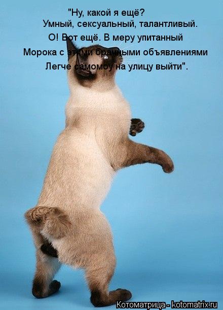 "Ну, какой я ещё? Умный, сексуальный, талантливый. О! Вот ещё. В меру упитанный Морока с этими брачны... Котоматрица: "Ну, какой я ещё? Умный, сексуальный, талантливый. О! Вот ещё. В меру упитанный Морока с этими брачными объявлениями Легче самомоу на улицу вы