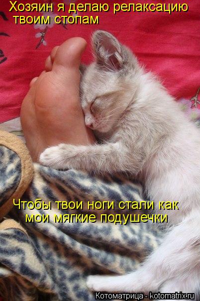 Хозяин я делаю релаксацию твоим стопам Чтобы твои ноги стали как мои мягкие подушечки... Котоматрица: Хозяин я делаю релаксацию твоим стопам Чтобы твои ноги стали как мои мягкие подушечки