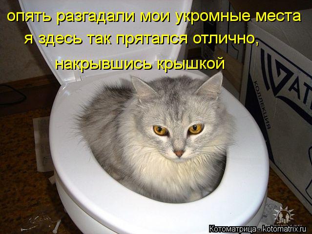 опять разгадали мои укромные места я здесь так прятался отлично, накрывшись крышкой... Котоматрица: опять разгадали мои укромные места я здесь так прятался отлично, накрывшись крышкой