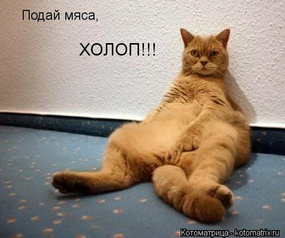 Подай мяса, ХОЛОП!!!... Котоматрица: Подай мяса, ХОЛОП!!!
