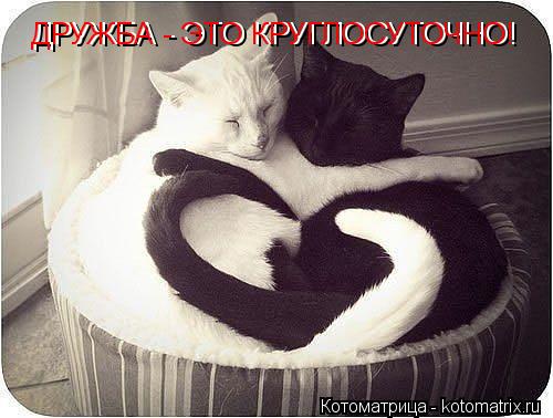 ДРУЖБА - ЭТО КРУГЛОСУТОЧНО! ДРУЖБА - ЭТО КРУГЛОСУТОЧНО!... Котоматрица: ДРУЖБА - ЭТО КРУГЛОСУТОЧНО! ДРУЖБА - ЭТО КРУГЛОСУТОЧНО!