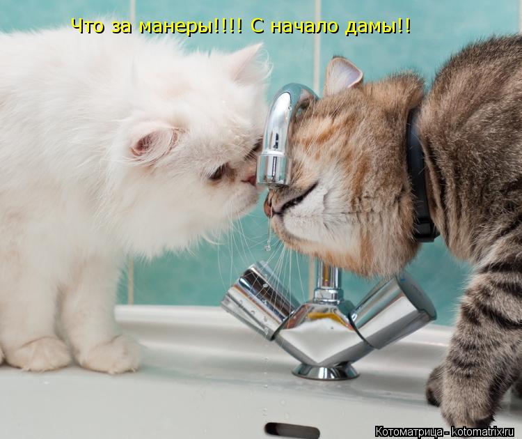 Что за манеры!!!! С начало дамы!!... Котоматрица: Что за манеры!!!! С начало дамы!!