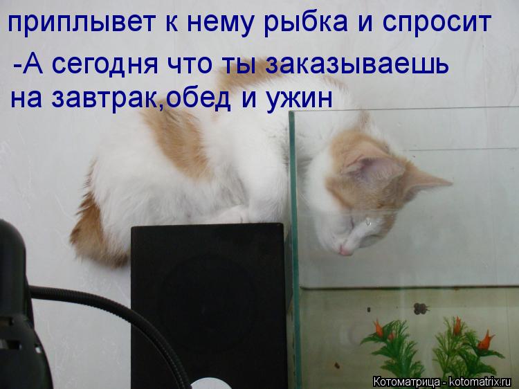 приплывет к нему рыбка и спросит -А сегодня что ты заказываешь на завтрак,обед и ужин... Котоматрица: приплывет к нему рыбка и спросит -А сегодня что ты заказываешь на завтрак,обед и ужин