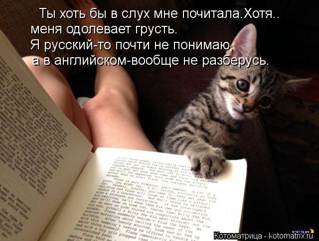 Ты хоть бы в слух мне почитала.Хотя.. меня одолевает грусть. Я русский-то почти не понимаю, а в анг... Котоматрица: Ты хоть бы в слух мне почитала.Хотя.. меня одолевает грусть. Я русский-то почти не понимаю, а в английском-вообще не разберусь.