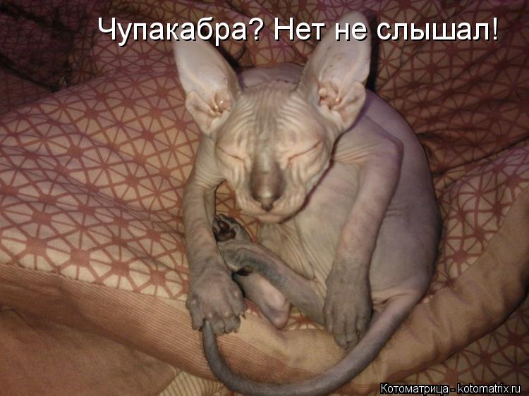 Чупакабра? Нет не слышал!... Котоматрица: Чупакабра? Нет не слышал!