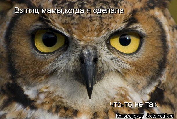 Взгляд мамы,когда я сделала что-то не так...... Котоматрица: Взгляд мамы,когда я сделала что-то не так...