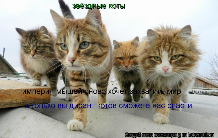 звёздные коты империя мышей сново хочет захватить мир и только вы дисант котов сможете нас спасти... Котоматрица: звёздные коты империя мышей сново хочет захватить мир и только вы дисант котов сможете нас спасти