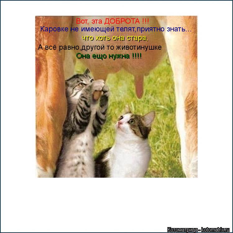 Вот, эта ДОБРОТА !!! Каровке не имеющей телят,приятно знать... А всё равно,другой то животинушке Она ... Котоматрица: Вот, эта ДОБРОТА !!! Каровке не имеющей телят,приятно знать... А всё равно,другой то животинушке Она ещо нужна !!!! что хоть она стара,