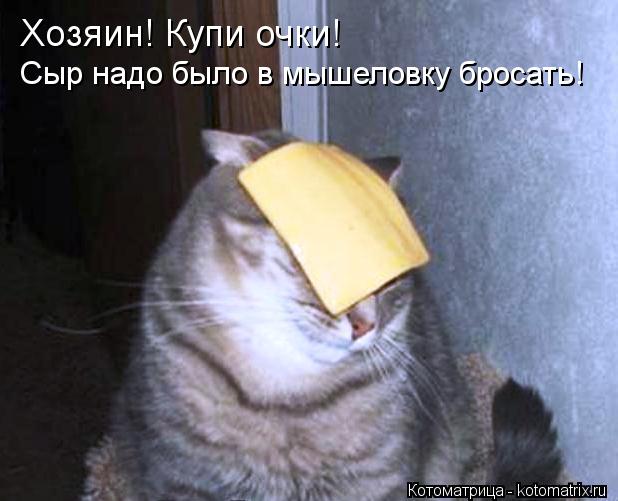 Хозяин! Купи очки! Сыр надо было в мышеловку бросать!... Котоматрица: Хозяин! Купи очки! Сыр надо было в мышеловку бросать!