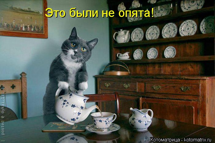 Это были не опята!... Котоматрица: Это были не опята!