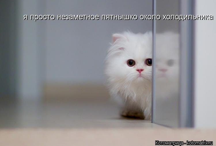 я просто незаметное пятнышко около холодильника... Котоматрица: я просто незаметное пятнышко около холодильника
