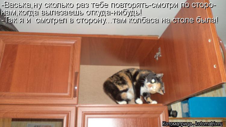 -Васька,ну сколько раз тебе повторять-смотри по сторо- нам,когда вылезаешь откуда-нибудь! -Так я и с... Котоматрица: -Васька,ну сколько раз тебе повторять-смотри по сторо- нам,когда вылезаешь откуда-нибудь! -Так я и смотрел в сторону...там колбаса на столе бы