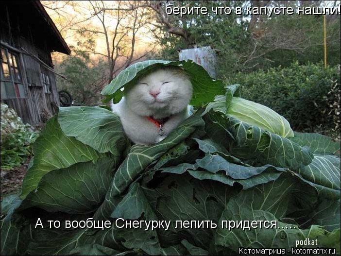 берите,что в капусте нашли! А то вообще Снегурку лепить придется........ Котоматрица: берите,что в капусте нашли! А то вообще Снегурку лепить придется.....