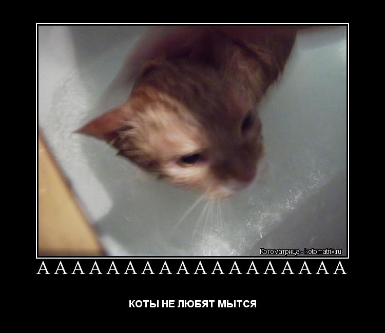 АААААААААААААААААА КОТЫ НЕ ЛЮБЯТ МЫТСЯ... Котоматрица: АААААААААААААААААА КОТЫ НЕ ЛЮБЯТ МЫТСЯ