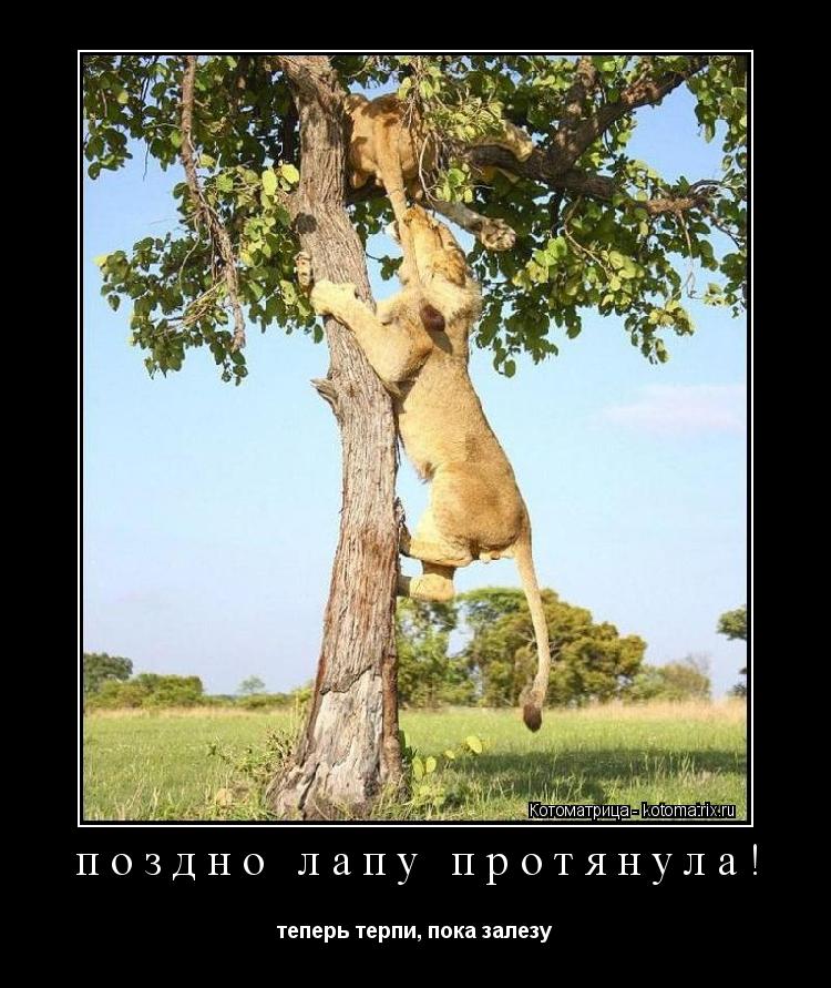 поздно лапу протянула! теперь терпи, пока залезу... Котоматрица: поздно лапу протянула! теперь терпи, пока залезу