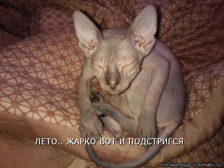 ЛЕТО.. ЖАРКО ВОТ И ПОДСТРИГСЯ... Котоматрица: ЛЕТО.. ЖАРКО ВОТ И ПОДСТРИГСЯ