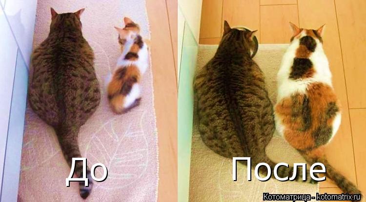 До После... Котоматрица: До После