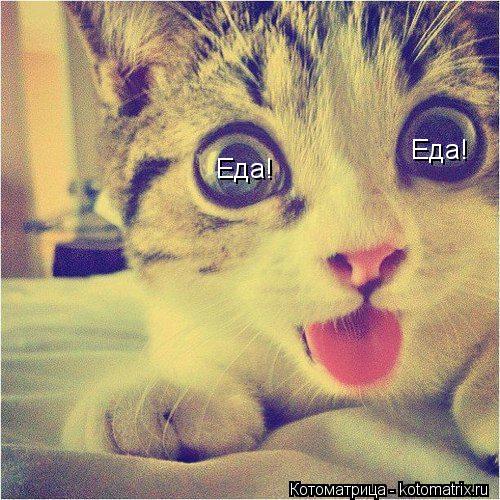 Еда! Еда!... Котоматрица: Еда! Еда!