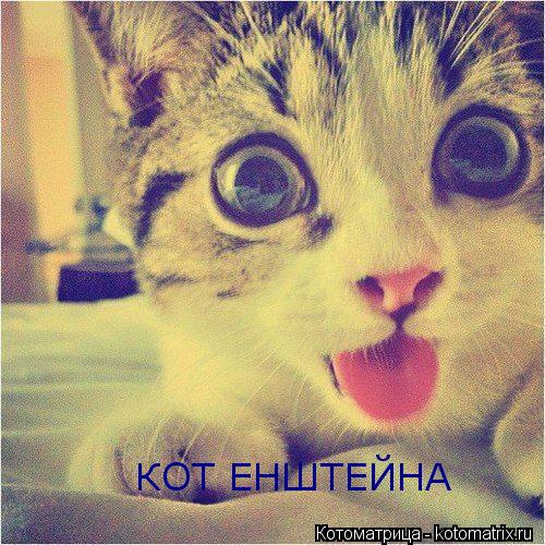 КОТ ЕНШТЕЙНА... Котоматрица: КОТ ЕНШТЕЙНА