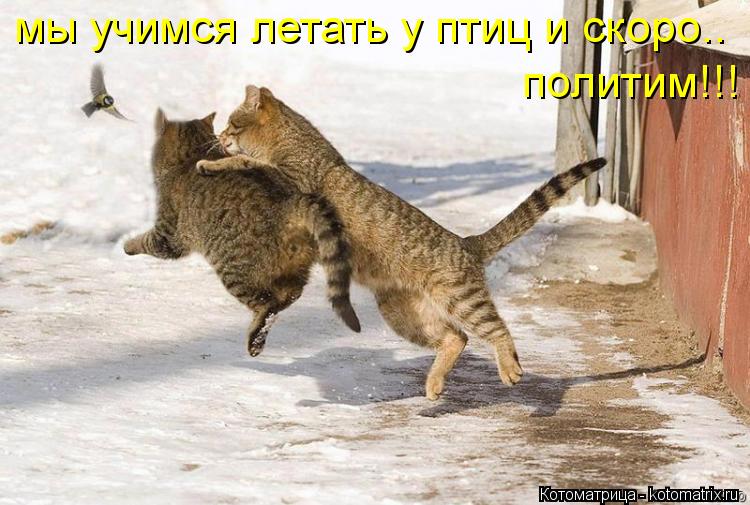 мы учимся летать у птиц и скоро.. политим!!!... Котоматрица: мы учимся летать у птиц и скоро.. политим!!!