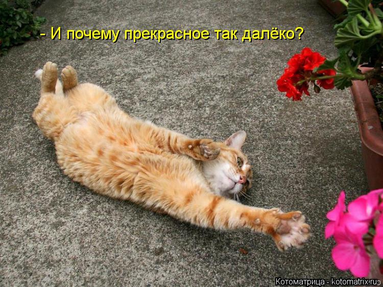 - И почему прекрасное так далёко?... Котоматрица: - И почему прекрасное так далёко?