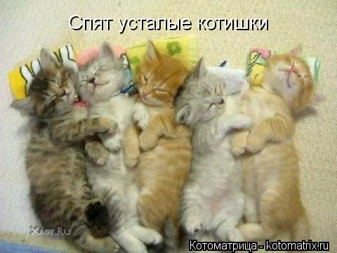 Спят усталые котишки... Котоматрица: Спят усталые котишки