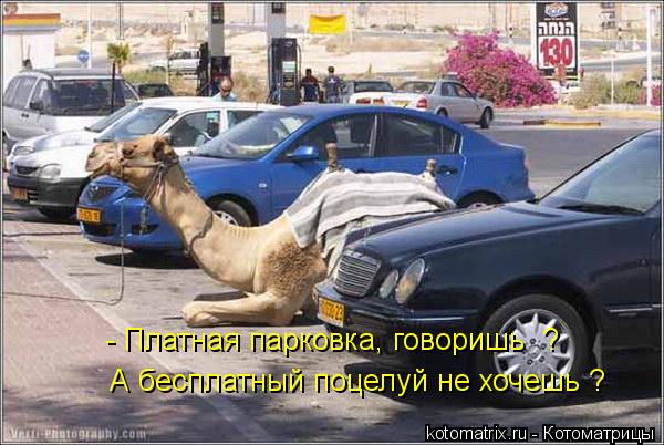 - Платная парковка, говоришь ? А бесплатный поцелуй не хочешь ?... Котоматрица: - Платная парковка, говоришь ? А бесплатный поцелуй не хочешь ?