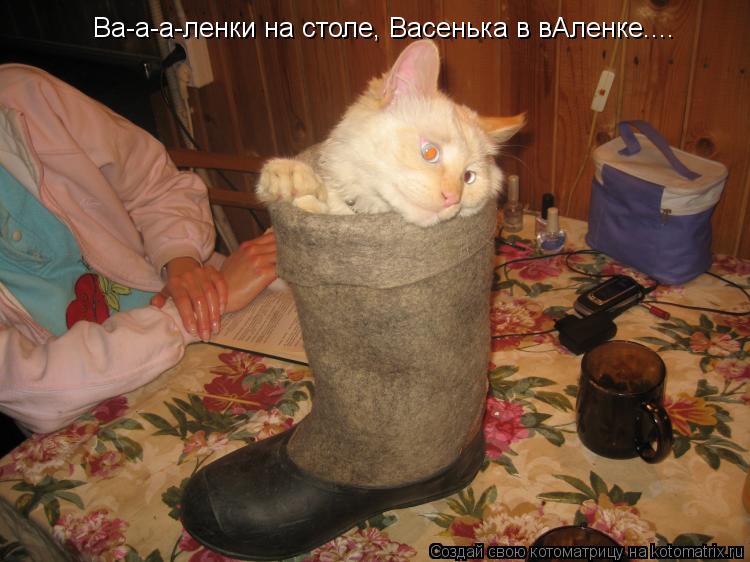 Ва-а-а-ленки на столе, Васенька в вАленке....... Котоматрица: Ва-а-а-ленки на столе, Васенька в вАленке....