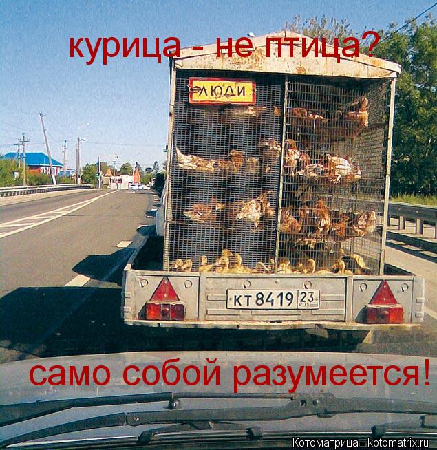 курица - не птица? само собой разумеется!... Котоматрица: курица - не птица? само собой разумеется!