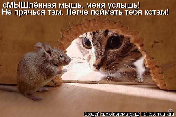 сМЫШлённая мышь, меня услышь! Не прячься там. Легче поймать тебя котам!... Котоматрица: сМЫШлённая мышь, меня услышь! Не прячься там. Легче поймать тебя котам!