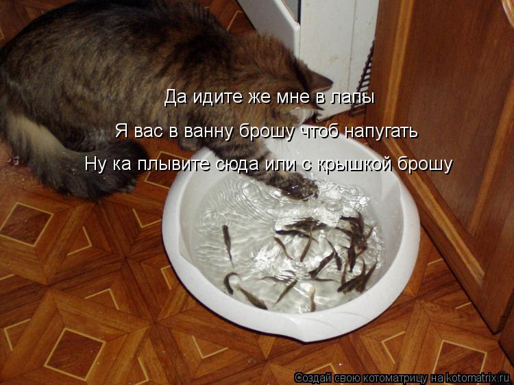 Да идите же мне в лапы Я вас в ванну брошу чтоб напугать Ну ка плывите сюда или с крышкой брошу... Котоматрица: Да идите же мне в лапы Я вас в ванну брошу чтоб напугать Ну ка плывите сюда или с крышкой брошу