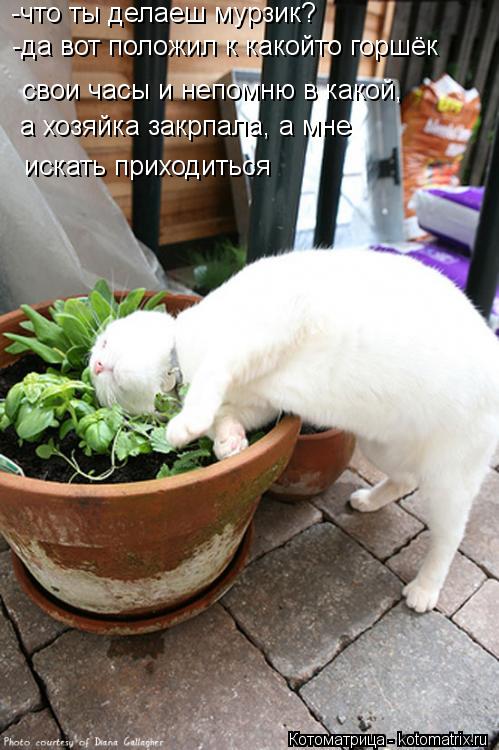 -что ты делаеш мурзик? -да вот положил к какойто горшёк свои часы и непомню в какой, а хозяйка закрпа... Котоматрица: -что ты делаеш мурзик? -да вот положил к какойто горшёк свои часы и непомню в какой, а хозяйка закрпала, а мне искать приходиться