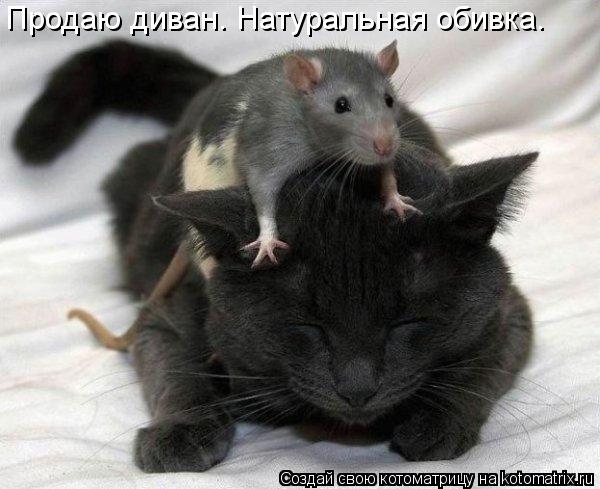 Продаю диван. Натуральная обивка.... Котоматрица: Продаю диван. Натуральная обивка.