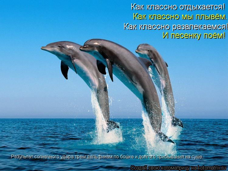 Как классно отдыхается! Как классно мы плывём. Как классно развлекаемся! И песенку поём! Результат со... Котоматрица: Как классно отдыхается! Как классно мы плывём. Как классно развлекаемся! И песенку поём! Результат солнечного удара трём дельфинам по бошке