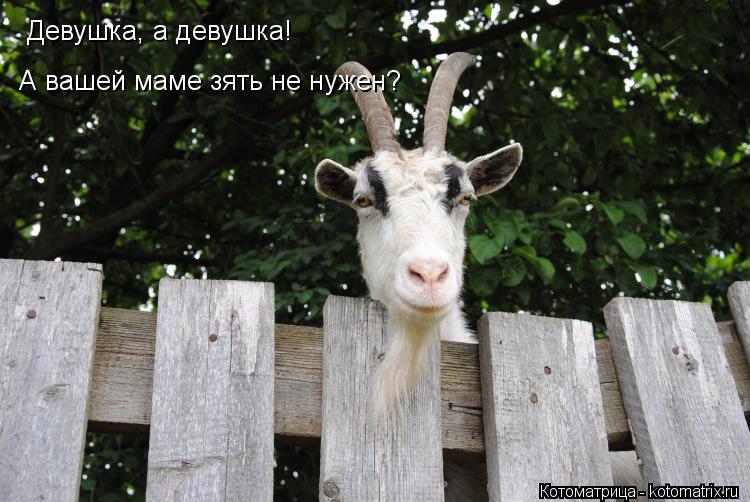 Девушка, а девушка! А вашей маме зять не нужен?... Котоматрица: Девушка, а девушка! А вашей маме зять не нужен?