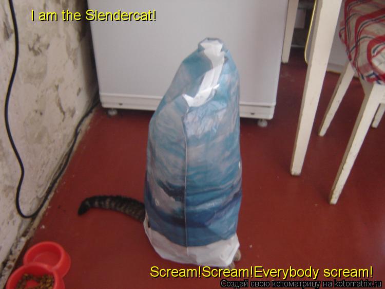 Котоматрица: I am the Slendercat!  Scream!Scream!Everybody scream!