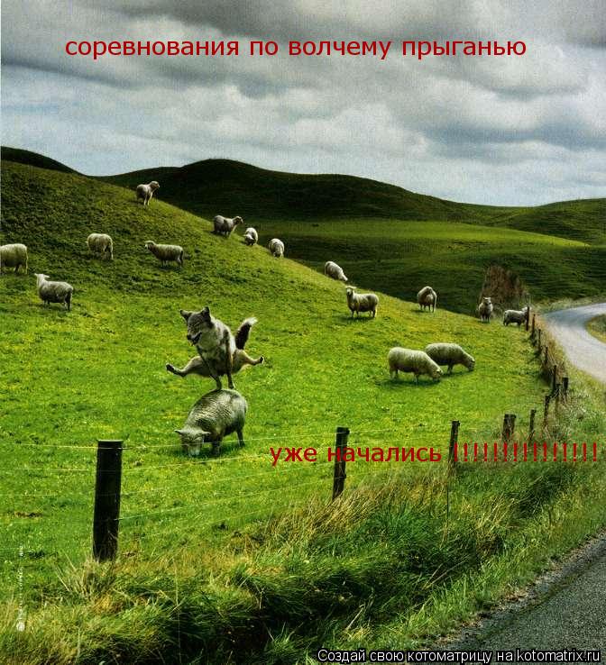 соревнования по волчему прыганью уже начались !!!!!!!!!!!!!!!... Котоматрица: соревнования по волчему прыганью уже начались !!!!!!!!!!!!!!!