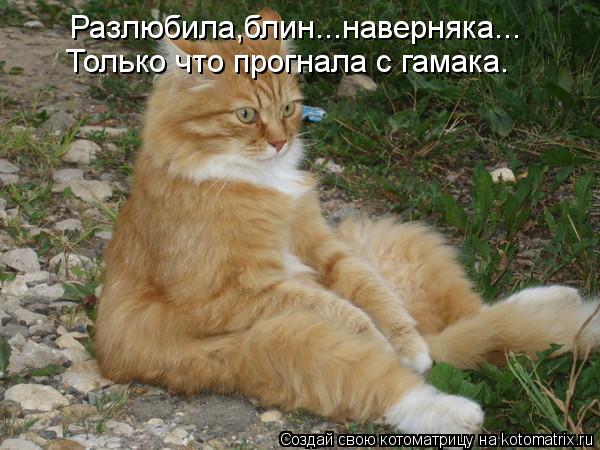 Разлюбила,блин...наверняка... Только что прогнала с гамака.... Котоматрица: Разлюбила,блин...наверняка... Только что прогнала с гамака.