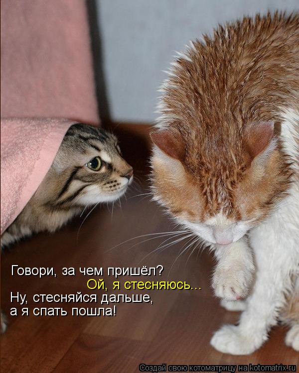 Говори, за чем пришёл? Ой, я стесняюсь... Ну, стесняйся дальше, а я спать пошла!... Котоматрица: Говори, за чем пришёл? Ой, я стесняюсь... Ну, стесняйся дальше, а я спать пошла!