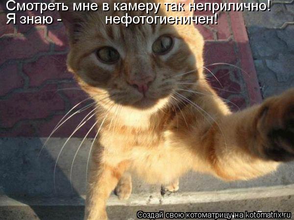 Смотреть мне в камеру так неприлично! Я знаю - нефотогиеничен!... Котоматрица: Смотреть мне в камеру так неприлично! Я знаю - нефотогиеничен!
