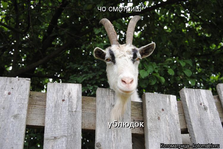 чо смотриш ублюдок... Котоматрица: чо смотриш ублюдок