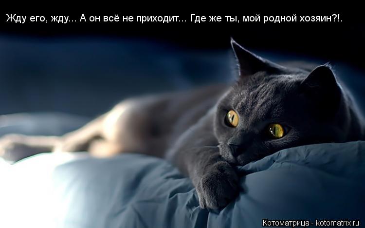 Жду его, жду... А он всё не приходит... Где же ты, мой родной хозяин?!.... Котоматрица: Жду его, жду... А он всё не приходит... Где же ты, мой родной хозяин?!.