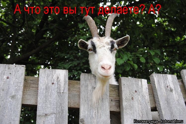 А что это вы тут делаете? А?... Котоматрица: А что это вы тут делаете? А?