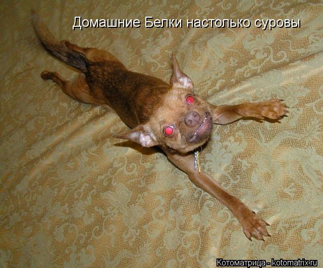 Домашние Белки настолько суровы... Котоматрица: Домашние Белки настолько суровы