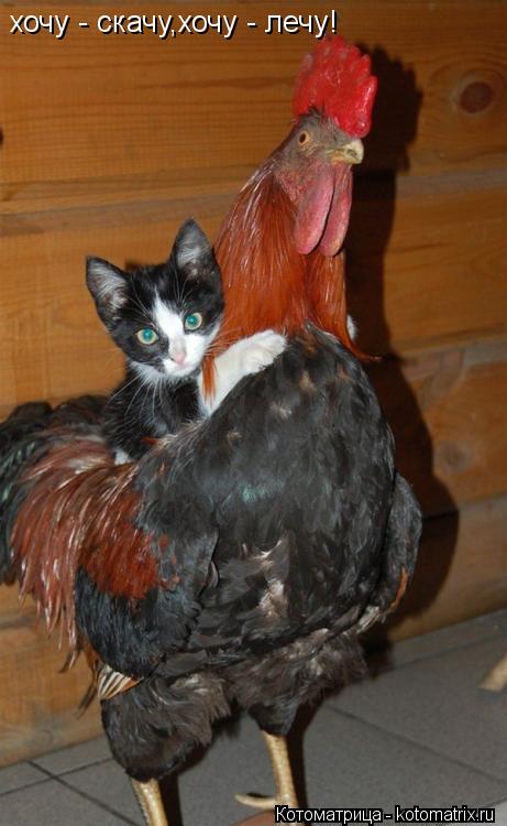 хочу - скачу,хочу - лечу!... Котоматрица: хочу - скачу,хочу - лечу!