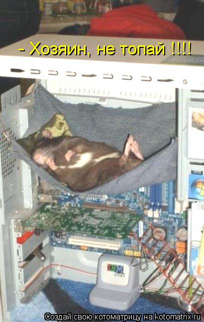 - Хозяин, не топай !!!!... Котоматрица: - Хозяин, не топай !!!!