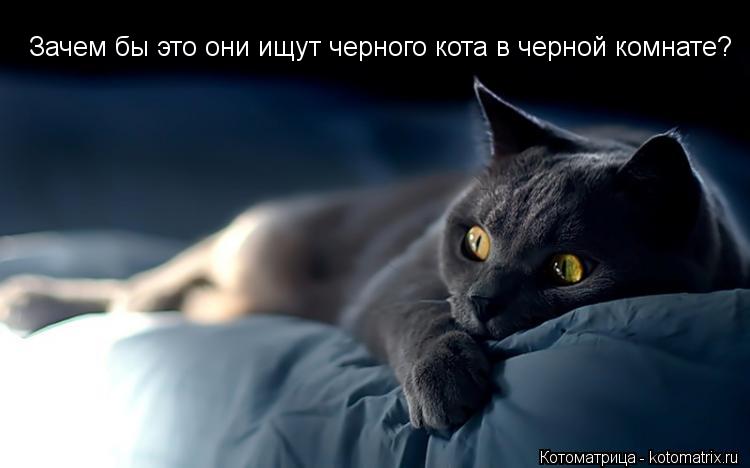 Зачем бы это они ищут черного кота в черной комнате?... Котоматрица: Зачем бы это они ищут черного кота в черной комнате?