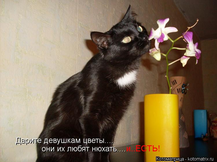 Дарите девушкам цветы.... они их любят нюхать.... и..ЕСТЬ!... Котоматрица: Дарите девушкам цветы.... они их любят нюхать.... и..ЕСТЬ!