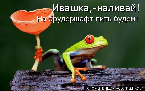 Ивашка,-наливай! На брудершафт пить будем!... Котоматрица: Ивашка,-наливай! На брудершафт пить будем!