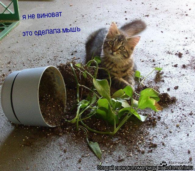 я не виноват это сделала мышь... Котоматрица: я не виноват это сделала мышь